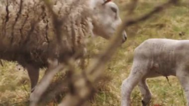 Sheep Rejecting Lamb, Slow Motion. High quality 4k footage