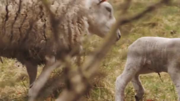 Sheep Rejecting Lamb Slow Motion High Quality Footage — 图库视频影像