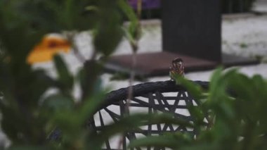 Sparrow Bird Park Bench 'ten Uçuyor, Bitkiler ve Bokeh Fronground. Yüksek kalite 4k görüntü