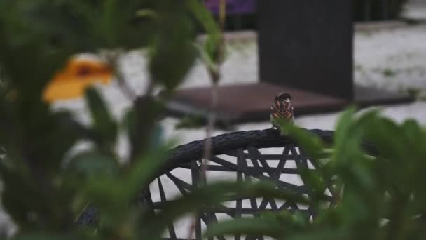 Sparrow Bird Flying Away Park Bench Plants Bokeh Foreground Imagens — Vídeo de Stock