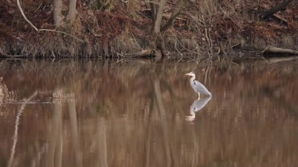 Gray Heron Brown River Water Reflection Swamp Wildlife Scene Wide — Stock Video