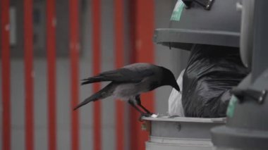 Çöp kutusundaki karga plastik torba, atık ve vahşi yaşam sorunundan yiyecek arıyor. Yüksek kalite 4k görüntü