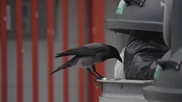 Crow Garbage Bin Keresi Élelmiszer Műanyag Zacskó Hulladék Vadon Élő — Stock videók