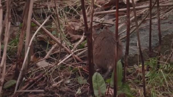 Brown Rat Sniffing Vegetation Tracking Shot Imágenes Alta Calidad — Vídeos de Stock