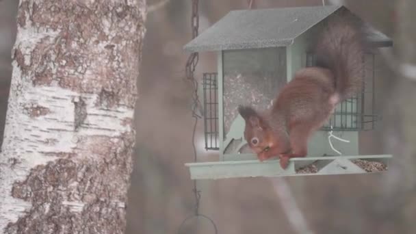 Esquilo Engraçado Roubando Sementes Alimentador Pássaros Inverno Close Imagens Alta — Vídeo de Stock