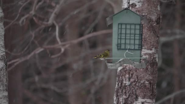 Greenfinch Bird Сидить Один Годівниці Птахів Їсть Під Час Сніжної — стокове відео