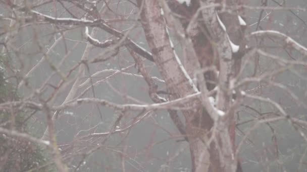 Dois Esquilos Correr Por Uma Árvore Coberta Neve Misty Morning — Vídeo de Stock