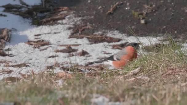 Male Bullfinches Looking Seeds Grass Nest Melting Snow High Quality — Stock Video