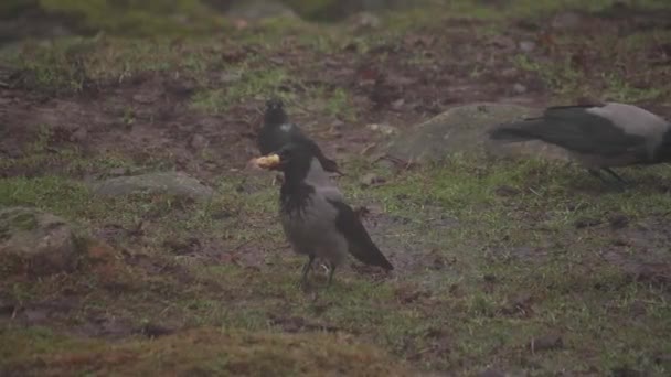カラスは食べ物と他の鳥を連れ去って飛んでいきます 高品質4K映像 — ストック動画