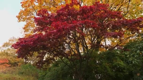 Árvore Folhagem Queda Vermelha Amarela Laranja Cores Vibrantes Outono Tiro — Vídeo de Stock
