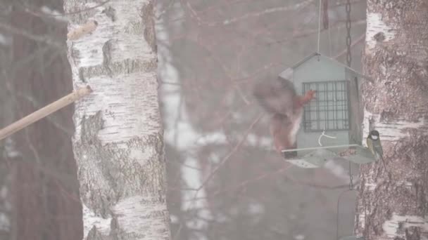 Squirrel Birds Eating Hanging Feeder Winter Nordic Scene Close High — Stock Video