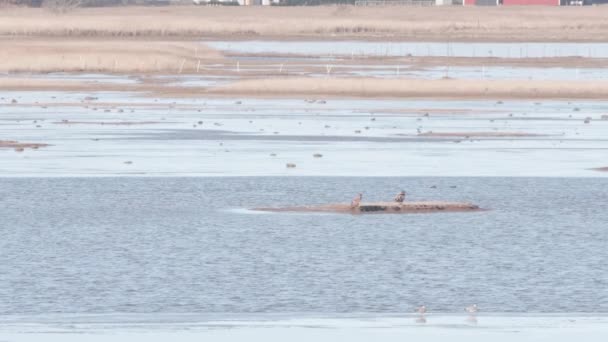 两只白尾蛇正热切地睡在湿地的一个小岛上 高质量的4K镜头 — 图库视频影像