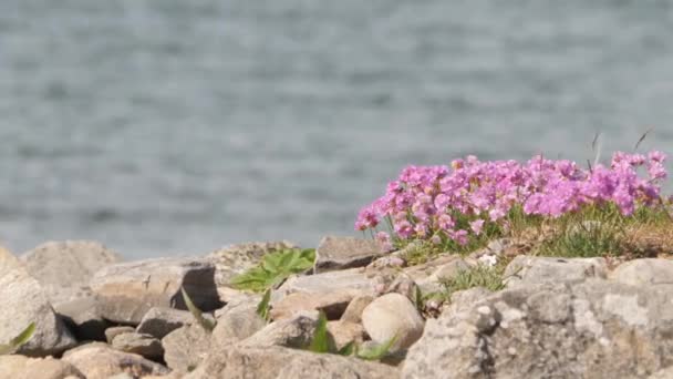 Sea Thrift Rosa Blommor Med Humlor Och Kustvatten Bakgrund Högkvalitativ — Stockvideo