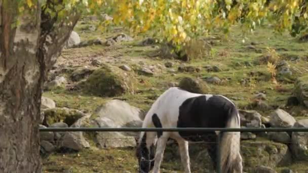 Hest Græs Træ Med Faldende Blade Efterårsdag Portrætskud Høj Kvalitet – Stock-video