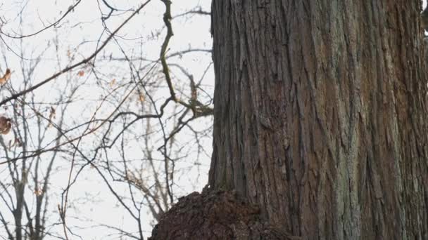 Avrasya Ağaç Bekçisi Kışın Büyük Ağaca Tırmanıyor Yüksek Kalite Görüntü — Stok video