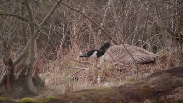 Cansado Nesting Canada Goose Resting Swamp Lake Cena Marsh Retrato — Vídeo de Stock