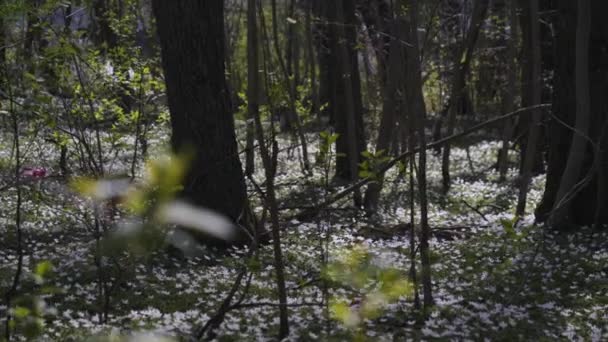 Kwietna Wiosna White Wood Anemone Kwiaty Lesie Pan Shot Wysokiej — Wideo stockowe