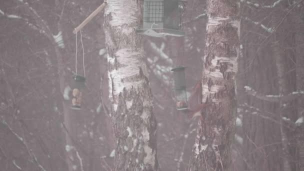 Eichhörnchen Stehlen Futter Aus Vogelfutterhäuschen Überlebensszene Winter Hochwertiges Filmmaterial — Stockvideo