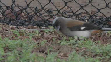 Grey Treepie şehirde bir zemin üzerinde besleniyor, ayrıca Himalaya treepisi, Close Up. Yüksek kalite 4k görüntü