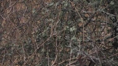 Marsh Tit Bird Moving Quickly in Dense Shrub With Branches Covered in Reindeer Moss. High quality 4k footage