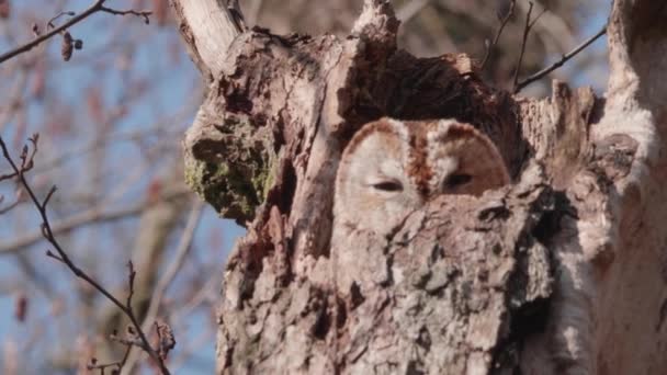 Tawny Owl Coming Out Tree Nest Looking Slow Motion High — стокове відео