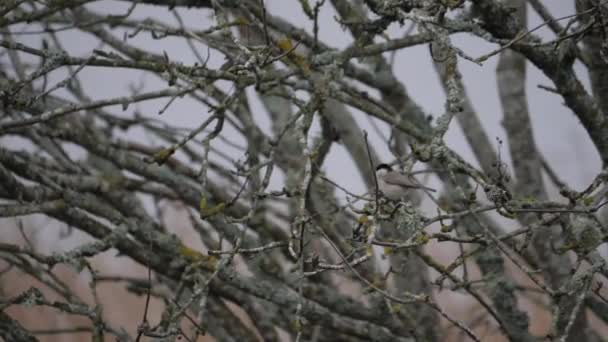 Marsh Tit Shrub Branch Wetland Winter High Quality Footage — Vídeos de Stock