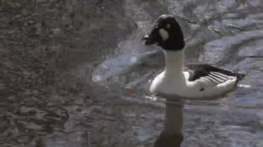 Erkek sade altın göz kur yapıyor, Sunny Water Reflection, Close Up. Yüksek kalite 4k görüntü