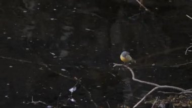 Kuş az önce geldi. Tüylü gri Wagtail, Karanlık Su 'nun üstünde bir dalda, bahar sahnesinde. Yüksek kalite 4k görüntü