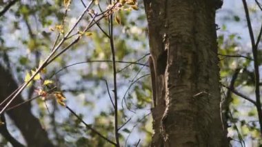 Avrasya Tımarhanesi Ağaç Yuvası, Ağaç Deliğinden Uçma, Bahar Sahnesi. Yüksek kalite 4k görüntü