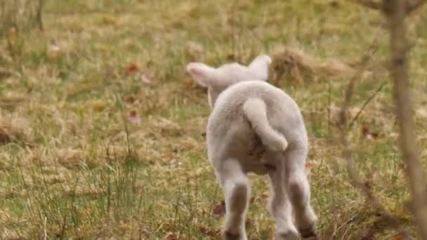 Newly Born Lamb Running Jumping Spring Air Slow Motion High — Stockvideo