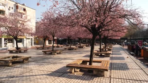 Square Cherry Blossom Trees Park Benches Pan Shot High Quality — Stock Video