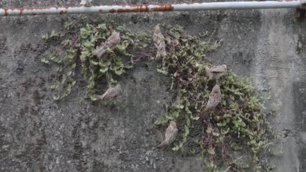 Sperlingsschwärme Ernähren Sich Von Einer Pflanze Die Einer Mauer Wächst — Stockvideo