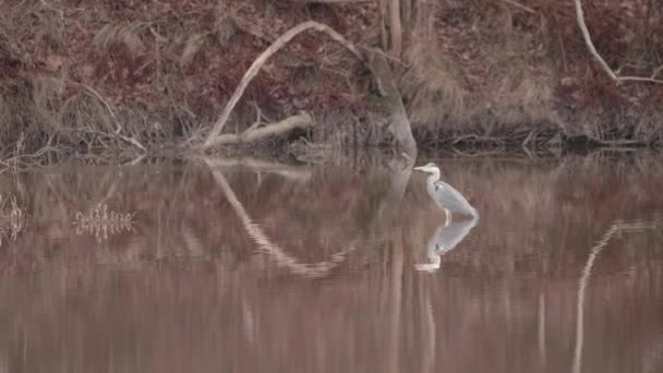 Grey Heron Water Reflection Standing Lake Cold Morning High Quality — Video Stock