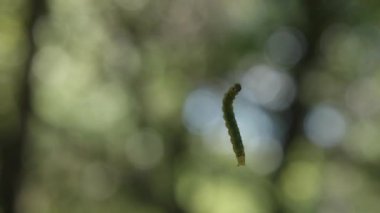 Yeşil Larva, Lush Green Bokeh arka planıyla Web 'e tırmanıyor, Yakın plan. Yüksek kalite 4k görüntü