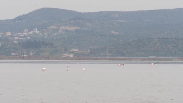 Δύο Μεγαλύτερες Φλαμίνγκο Taking Στο Narta Lagoon Αλβανία Ευρεία Shot — Αρχείο Βίντεο