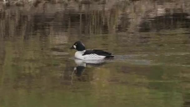 Běžný Zlatooký Pták Plavající Proti Proudu Řeky Připravující Vysoce Kvalitní — Stock video