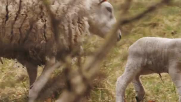 Sheep Rejecting Lamb Slow Motion High Quality Footage — Stockvideo