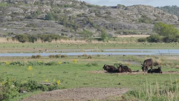 Černé Krávy Odpočívají Západním Pobřeží Bohuslan Švédsko Vysoce Kvalitní Záběry — Stock video