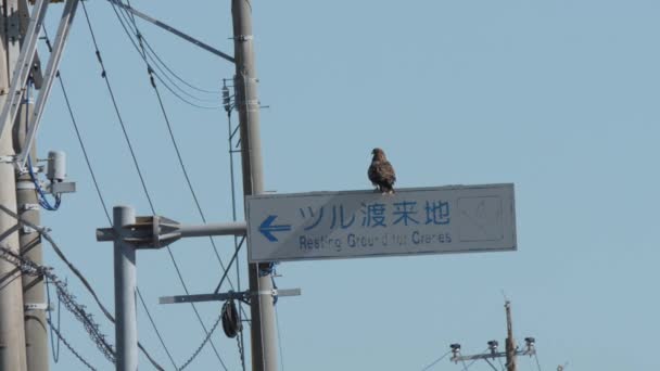 Pták Kořisti Majestic Vzlétl Crane Resting Spot Sign Izumi Japonsko — Stock video
