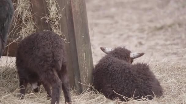 可敬的黑羊羔躺在屋外的草堆后面 高质量的4K镜头 — 图库视频影像