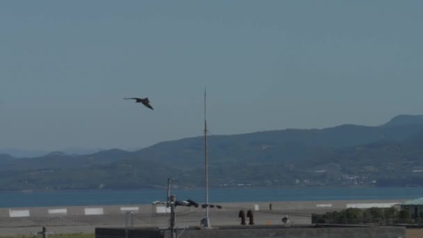 Cerf Volant Noir Volant Près Campagne Côtière Izumi Japon Tracking — Video