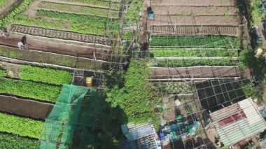Sebze Tarlası üzerinde çalışan çiftçi, Şehir Çiftliği sahnesi, Havadan Yukarı Aşağı. Yüksek kalite 4k görüntü