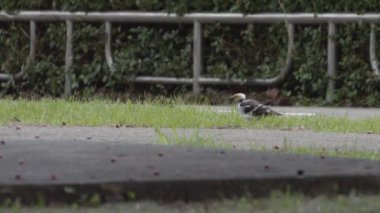 Reveal Second Black-Collared Starling, Tayvan 'a vardı. Yüksek kalite 4k görüntü