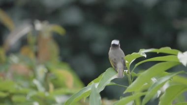 Kapat Açık Havalandırmalı Bulbul Bird Yaprak 'a İncelendi. Yüksek kalite 4k görüntü