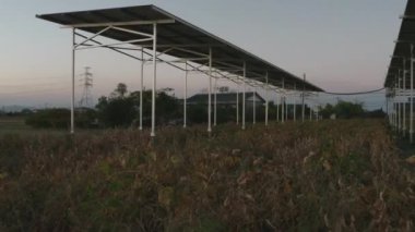 Tarım, tarım, çift kullanımlı güneş panelleri ve tarım, Dolly vurdu. Yüksek kalite 4k görüntü