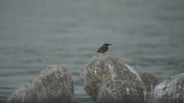 Common Kingfisher Pearching Rock Tamsui River Taiwan Высококачественные Кадры — стоковое видео