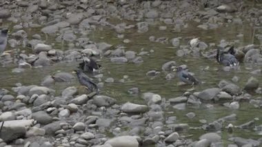 Tayvan 'ın sakin topraklarında nehir kayaları arasında yıkanan Javan Mynas. Yüksek kalite 4k görüntü