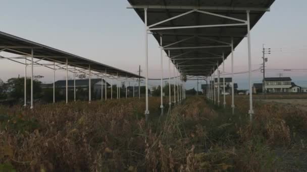 Granja Agronómica Innovadora Energía Solar Sobre Cultivada Puesta Del Sol — Vídeo de stock