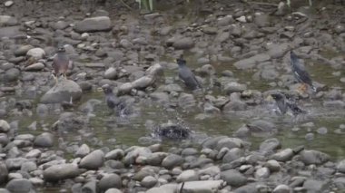 Tayvan 'da bir Rocky Streambed' de Javan Mynas 'ın Yemek ve Banyo Sürüsü. Yüksek kalite 4k görüntü