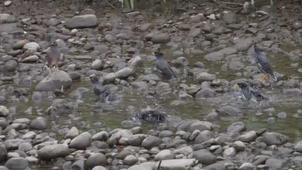 Flock Javan Mynas Foraging Bathing Rocky Streambed Taiwan Imágenes Alta — Vídeos de Stock